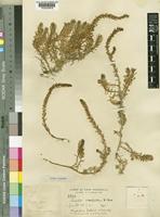 Type of Suaeda caespitosa Wolley-Dod [family CHENOPODIACEAE]