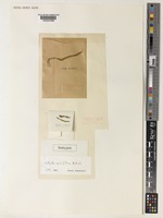 Isotype of Salsola apiciflora Botsch. [family CHENOPODIACEAE]