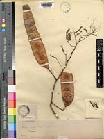 Albizia brevifolia Schinz [family LEGUMINOSAE-MIMOSOIDEAE]