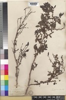 Type of Phyllanthus glaucus Wall. ex Müll.Arg. [family PHYLLANTHACEAE]