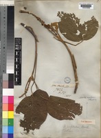 Type of Mallotus nepalensis Müll.Arg. [family EUPHORBIACEAE]