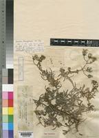 Sonchus bourgeauii Sch.Bip. var. maritimus [family COMPOSITAE]