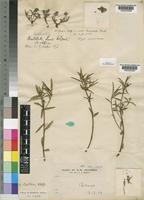 Syntype of Euphorbia oatesii Rolfe [family EUPHORBIACEAE]