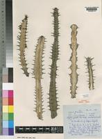 Isotype of Euphorbia griseola Pax subsp. zambiensis Leach [family EUPHORBIACEAE]