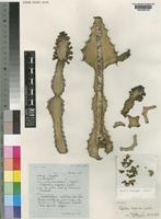 Isotype of Euphorbia dispersa Leach [family EUPHORBIACEAE]