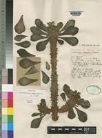 Holotype of Monadenium spinulosum S.Carter [family EUPHORBIACEAE]