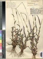 Holotype of Perotis patens Gand. var. parvispicula C.E.Hubbard ex Robyns & Tournay [family POACEAE]