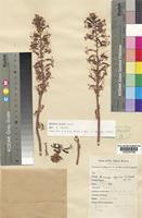 Type of Drimia elata Jacq. [family HYACINTHACEAE]