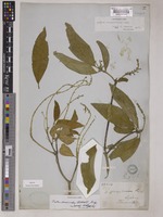 Lectotype of Croton persimilis Muell. Arg. [family EUPHORBIACEAE]