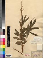 Type of Tephrosia multinervis Baker f. [family LEGUMINOSAE-PAPILIONOIDEAE]