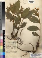 Holotype of Tephrosia dasyphylla Baker subsp. amplissima Brummitt [family LEGUMINOSAE-PAPILIONOIDEAE]