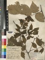 Holotype of Millettia mossambicensis Gillett [family LEGUMINOSAE-PAPILIONOIDEAE]