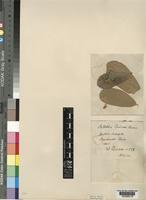 Type of Millettia bussei Harms [family LEGUMINOSAE-PAPILIONOIDEAE]