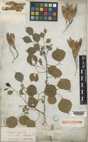 Lectotype of Dalbergia sissoo Roxb. [family LEGUMINOSAE-PAPILIONOIDEAE]