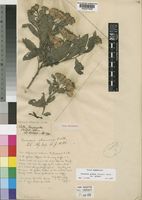 Type of Vernonia obconica Oliv. & Hiern [family COMPOSITAE]