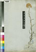 Helichrysum stenopterum DC. [family COMPOSITAE]