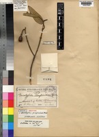 Isotype of Eucalyptus pimpiniana Maiden [family MYRTACEAE]