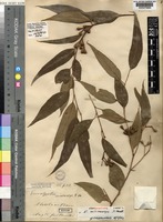Isosyntype of Eucalyptus microcorys F.Muell. [family MYRTACEAE]
