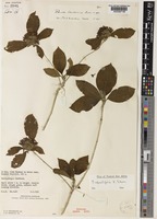 Holotype of Pavetta handenina Bremek. [family RUBIACEAE]