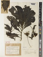 Holotype of Pavetta constipulata Bremek. [family RUBIACEAE]