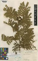 Paratype of Abarema barbouriana ( Standl.) Barneby & J.W.Grimes var. barbouriana [family LEGUMINOSAE-MIMOSOIDEAE]