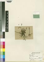 Bolusiella iridifolia (Rolfe) Schltr. subsp. picea P.J.Cribb [family ORCHIDACEAE]
