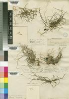 Mystacidium gracile Harv. [family ORCHIDACEAE]