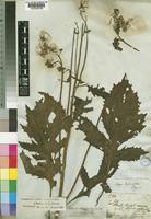 Crassocephalum crepidioides (Benth.) S.Moore [family COMPOSITAE]
