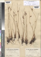 Syntype of Juncus balticus Willd. var. japonicus Buchenau [family JUNCACEAE]