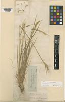 Holotype of Hordeum chilense unrecorded var. pilosum Neuski [family POACEAE]