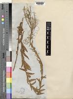 Epilobium capense Buchinger ex Hochst. [family ONAGRACEAE]