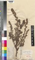 Cliffortia nitidula (Engl.) R.E.Fr. & T.C.E.Fr. [family ROSACEAE]