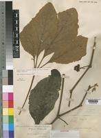 Syntype of Ampelocissus obtusata (Welw. ex Bak.) Planch var. obtusata [family VITACEAE]