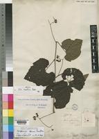 Syntype of Ampelocissus asarifolia Planch. [family VITACEAE]