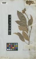 Clitoria racemosa Benth. [family LEGUMINOSAE-PAPILIONOIDEAE]