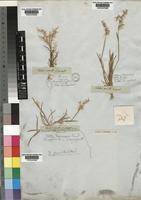 Ehrharta pusilla Nees ex Trin. [family POACEAE]