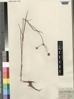 Juncus oxycarpus E.Mey. ex Kunth [family JUNCACEAE]