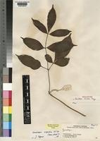 Holotype of Gonatopus clavatus Mayo [family ARACEAE]