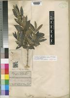 Syntype of Tricalysia niamniamensis Schweinf. ex Hiern var. niamniamensis [family RUBIACEAE]