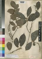 Syntype of Tricalysia pachystigma K.Schum. [family RUBIACEAE]