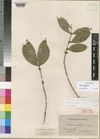 Tricalysia pallens Hiern [family RUBIACEAE]