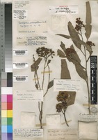 Syntype of Eucalyptus siderophloia Woolls [family MYRTACEAE]