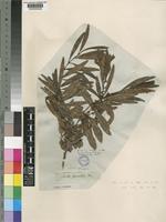 Euclea crispa (Thunb.) Gürke [family EBENACEAE]