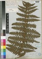 Type of Lonchitis javanica Desr.in Lam. [family DENNSTAEDTIACEAE]