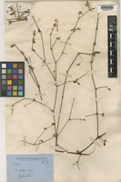 Nyssanthes diffusa R.Br. [family AMARANTHACEAE]