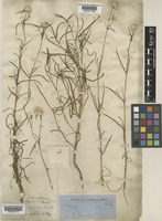 Type of Gomphrena flaccida R.Br. [family AMARANTHACEAE]