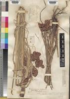 Type of Mariscus pseudobrunneus C.B.Clarke ex Cherm. [family CYPERACEAE]