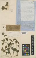 Type of Sauvallea blainii Wright [family COMMELINACEAE]