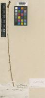 Isotype of Aa argyrolepis Rchb.f. [family ORCHIDACEAE]