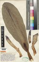 Isotype of Haemanthus pole-evansii Oberm. [family AMARYLLIDACEAE]